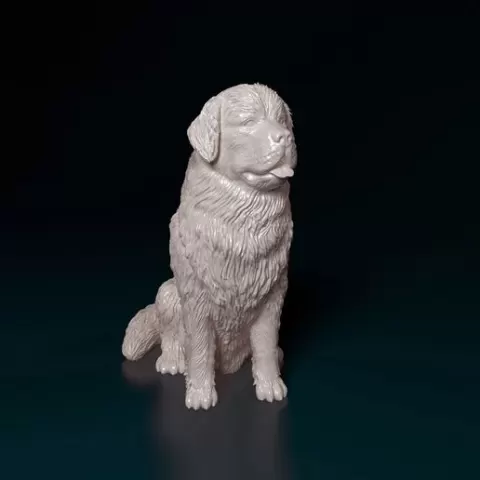 Newfoundland dog