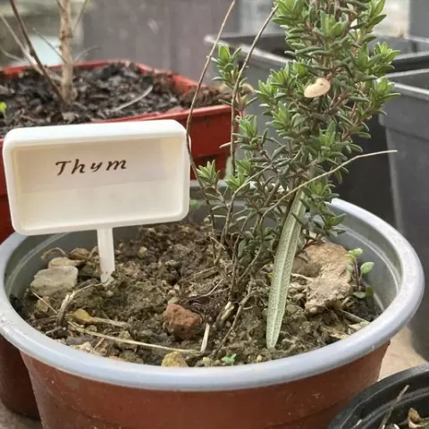Vegetable garden label