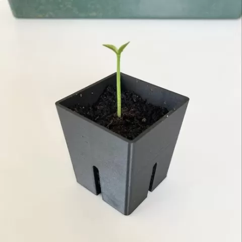 Seedling pot