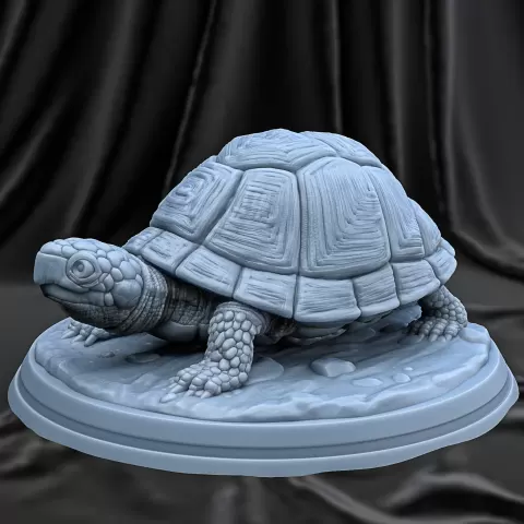 box turtle - YDSTUDIO