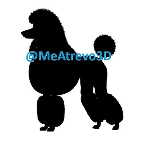 Poodle #2