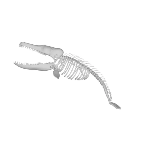 Fin Whale Skeleton Anatomy – Highly Detailed Marine Mammal Skeletal 3D Model for Education & 3D Printing by Siddique