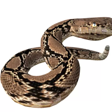 Rattle Snake