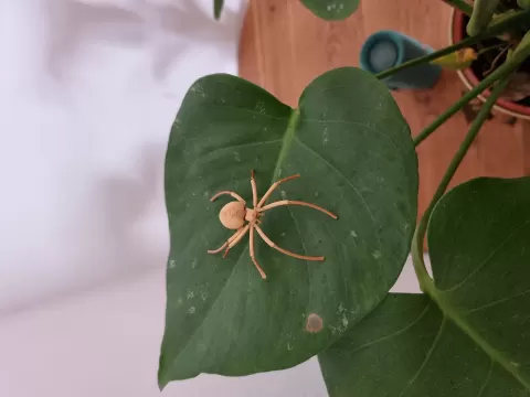 Flexi Spider