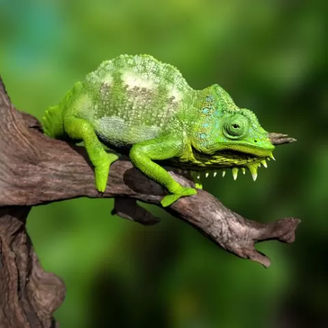 Southern four-horned chameleon Triocerus quadricornis file with full-size texture STL 3D print high polygon - modeled in Zbrush with tree/branch