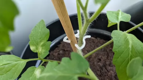 Last Meters Plant Clips