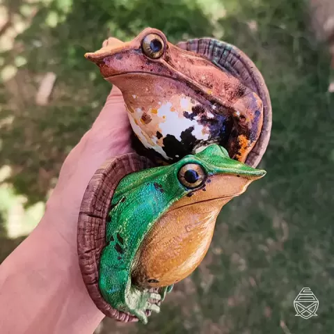 Darwin Wall Frog
