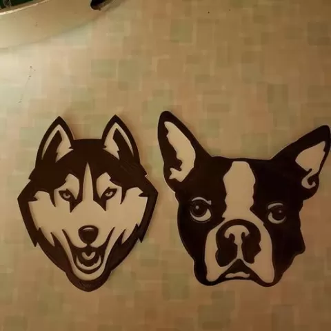 Boston Terrier