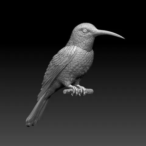 hummingbird