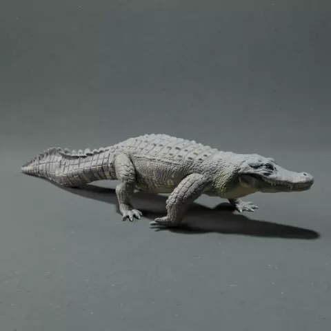 American Alligator