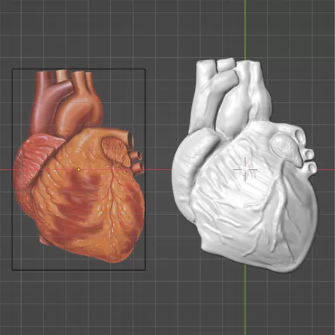 3D Human Heart