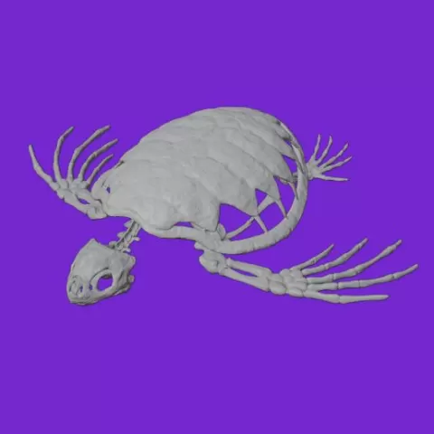 Turtle skeleton