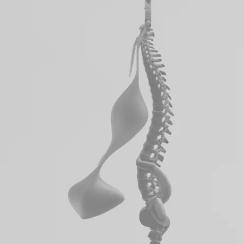 Spine Banner