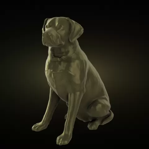 Dog
