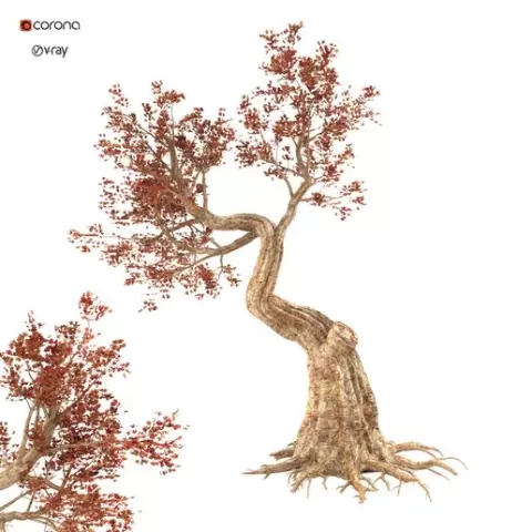 Old twisted red tree
