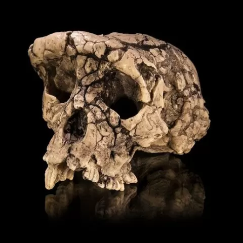 an extinct monkey