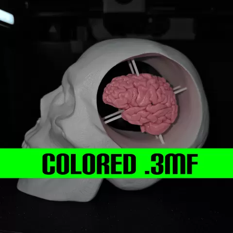 Skull with brain Colored