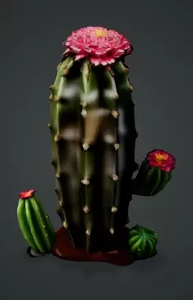 Cactus - Xp96