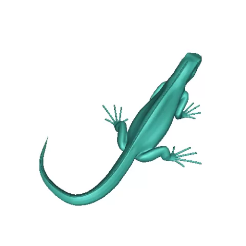 Florida Anole lizard