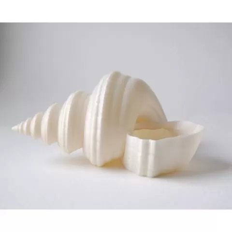 Shell Planter
