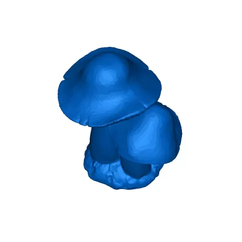 mushrooms - Derek Simon