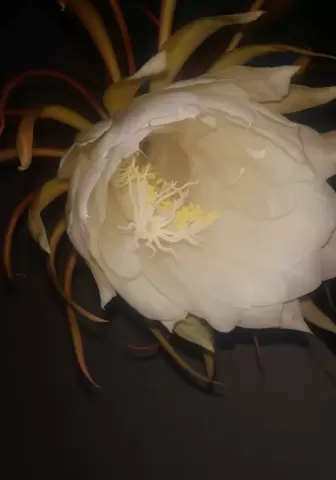 Flower - Om Shrivastava