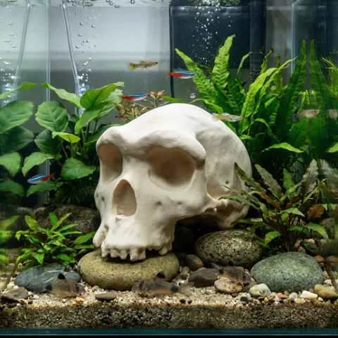 Realistic Homo Heidelbengensis Skull Aquarium Decor STL, 3D Printable Fish Cave & Hideout, Aquascape Ornament
