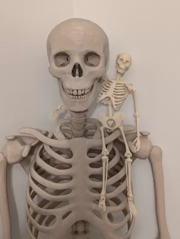 Articulated Skeleton
