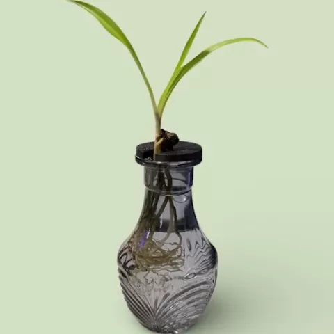 Parametric Bottle Stopper With Plant Opening 🌱