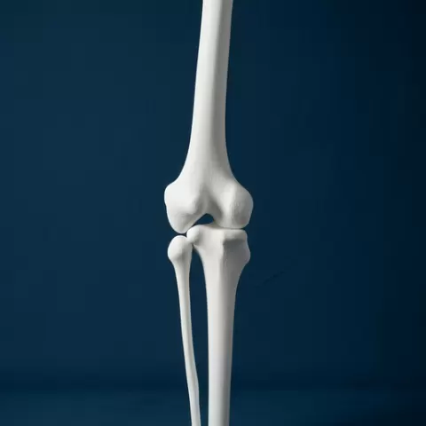 Anatomical 3D human humerus, ulna and radius