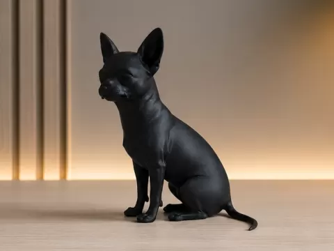 Chihuahua - Dog - Animal - Decor