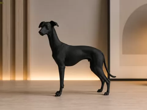 Italian Greyhound / Italian Sighthound - Dog