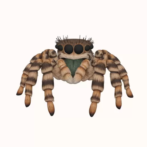 Curious Jumping Spider