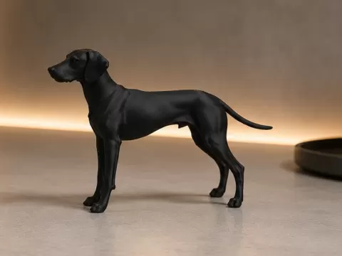 Hungarian Vizsla / Short-haired Pointing Dog
