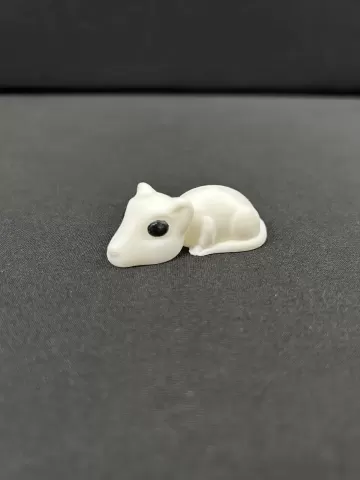 Rat