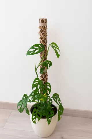 Moss pole