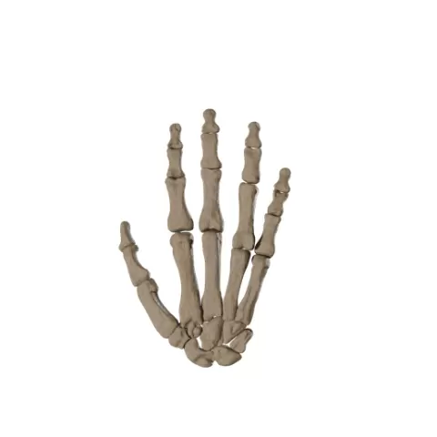 Human Hand Skeleton – 3D Printable Anatomy Model (STL)