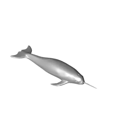 Narwhal