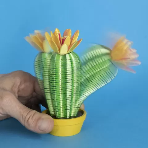 Springo Cactus Trichocereus