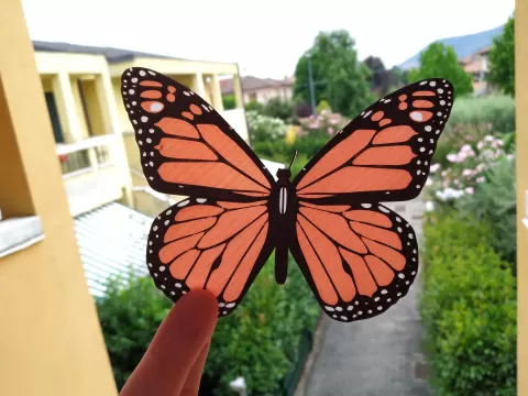 Monarch Butterfly