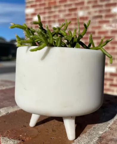 3 Leg Succulent Planter Pot