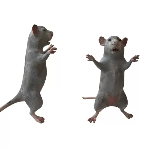 Standing Rat
