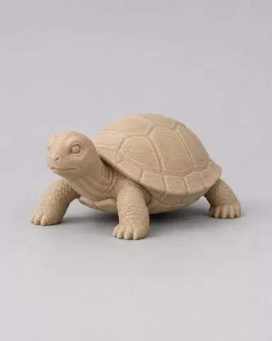 Turtle - Schildkröte