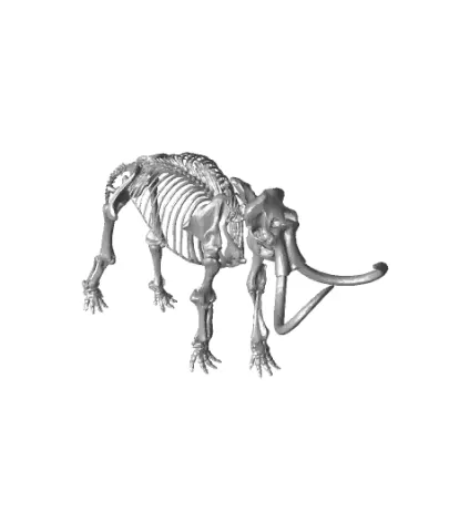 Wooly Mammoth Skeleton