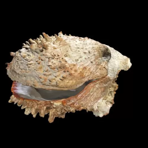 CLAM Scallop CRUSTACEOUS CRAB AMPHIBIAN TADPOLE ANIMAL ANATOMY 3D MODEL WATER OCEAN RIVER RAPTOR
