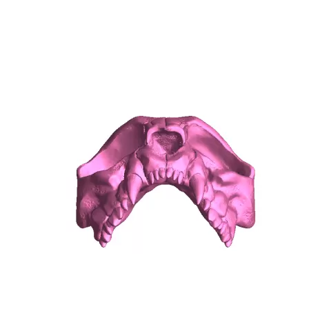 cat skull - MFG