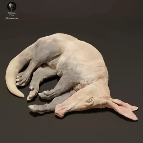 Aardvark Sleep