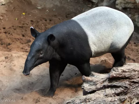 Tapir