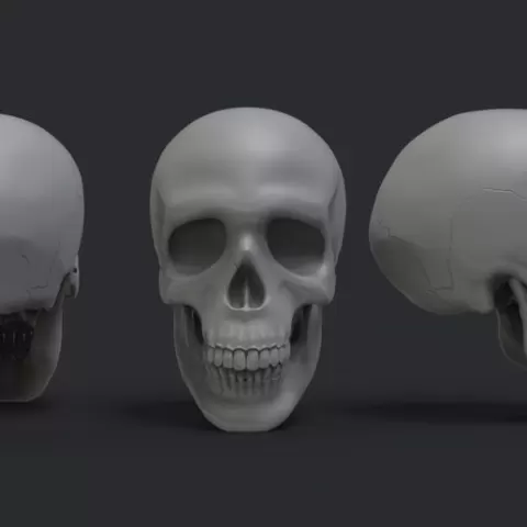 Skull 3D print model