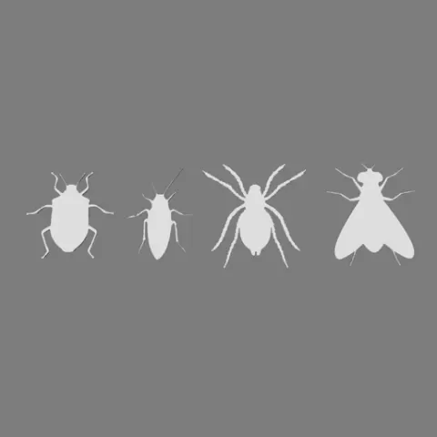 Insect silhouettes